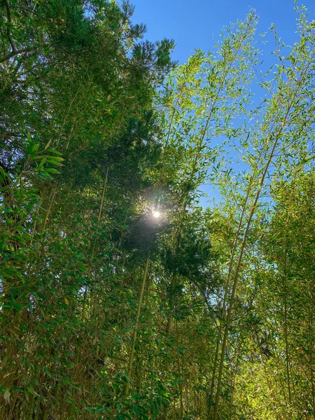 Forêt de bambous verts — Photo