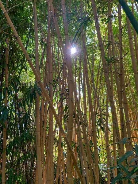 Bosque de bambú verde — Foto de Stock