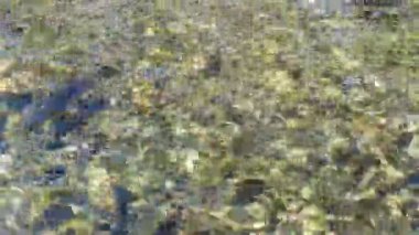 Somonlar nehirde koşar.