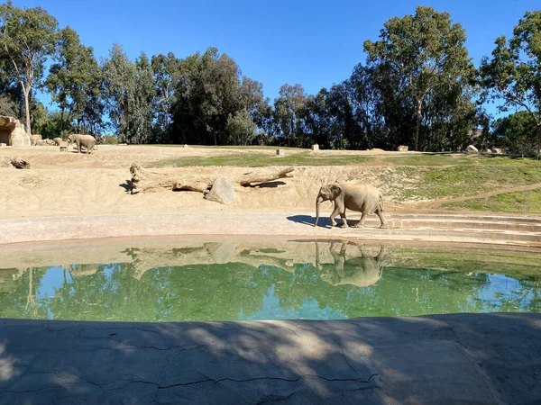 Elephant at the zoo