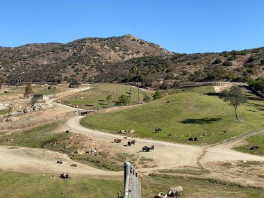 San Diego safari parkı hayvanat bahçesi