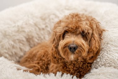 Yatağında Cavapoo köpeği