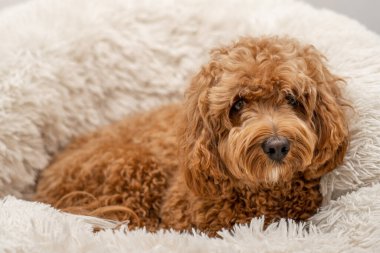 Yatağında Cavapoo köpeği