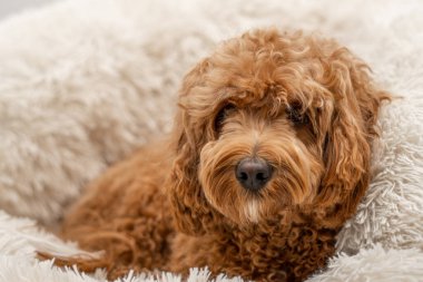 Yatağında Cavapoo köpeği