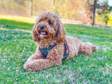 Cavapoo dog in the park clipart