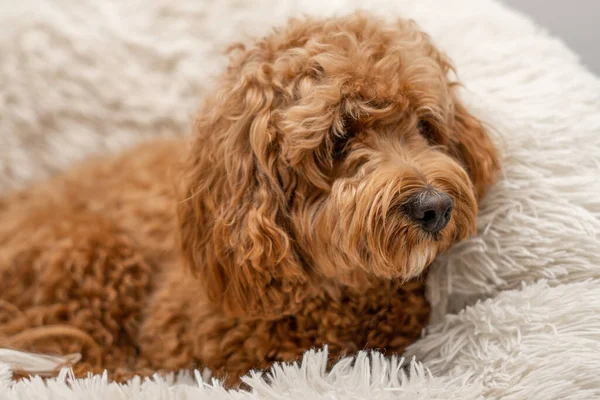 Cavapoo cão em sua cama — Fotografia de Stock