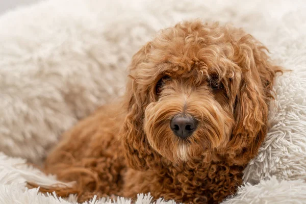 Yatağında Cavapoo köpeği