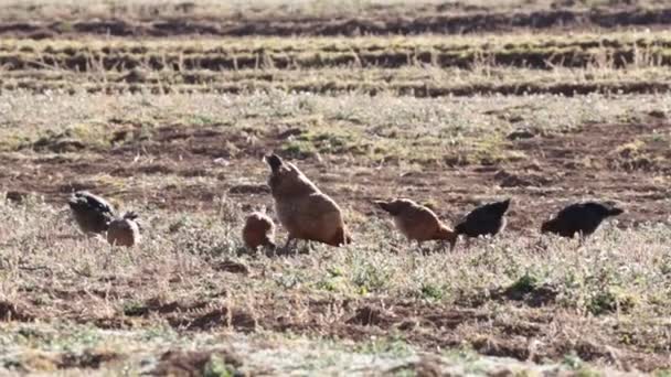 野鸡在干草上吃草 — 图库视频影像