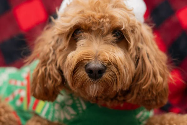 Cão Cavapoo com roupas Christmass. Conceito de Natal cão — Fotografia de Stock