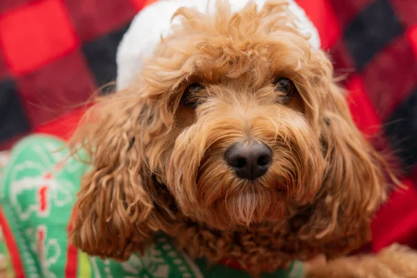 Cão Cavapoo com roupas Christmass. Conceito de Natal cão — Fotografia de Stock