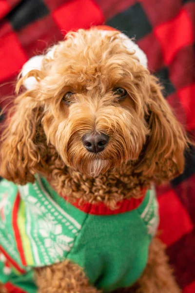 Cão Cavapoo com roupas Christmass. Conceito de Natal cão — Fotografia de Stock