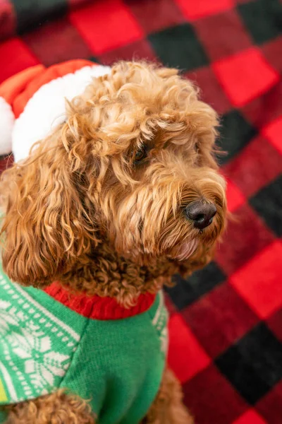 Cão Cavapoo com roupas Christmass. Conceito de Natal cão — Fotografia de Stock
