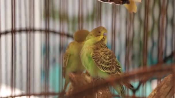 Barevný pár kanárků, ptáci v kleci — Stock video