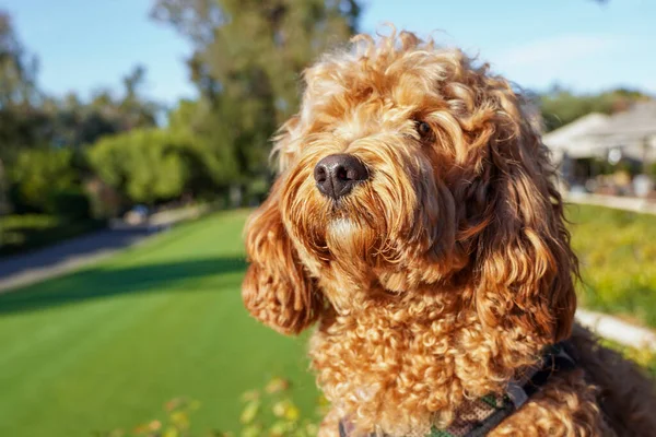 Cavapoo cão no parque, mestiço de Cavalier Rei Charles Spaniel e Poodle. — Fotografia de Stock