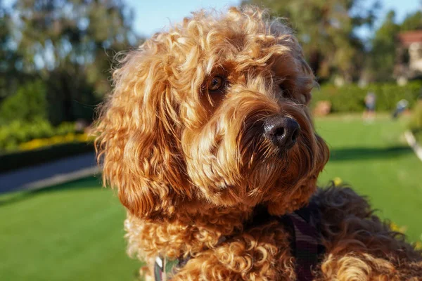 Cavapoo cão no parque, mestiço de Cavalier Rei Charles Spaniel e Poodle. — Fotografia de Stock