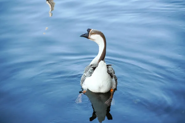 Ganso en un lago —  Fotos de Stock