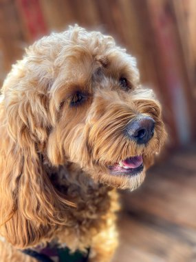 Cavapoo köpeği, Cavalier kralı Charles Spaniel ve fino köpeği..