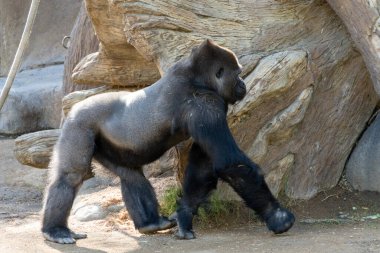 Gümüş sırtlı goril, Batı Yakası Erkek Gorili