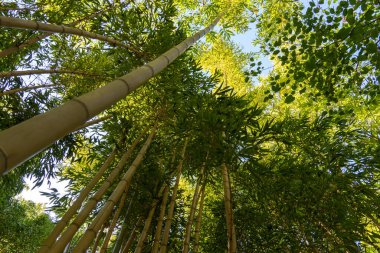 Yeşil Bambu Ormanı