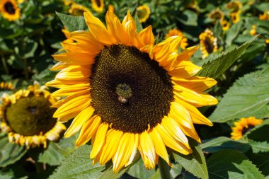 Güneşli bir günde Kapalı Güneş Çiçeği