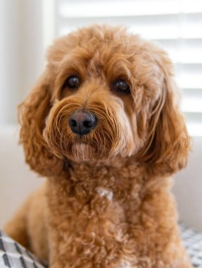 Cavapoo köpeği, Cavalier kralı Charles Spaniel ve fino köpeği..