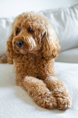 Cavapoo köpeği, Cavalier kralı Charles Spaniel ve fino köpeği..