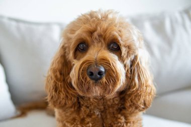 Cavapoo dog, mixed -breed of Cavalier King Charles Spaniel and Poodle. clipart
