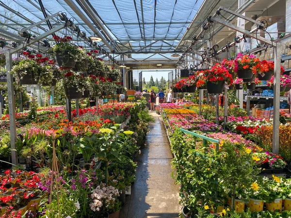Корни цветных цветов и растений для продажи в садовом питомнике, Сан-Диего, Калифорния, США — стоковое фото