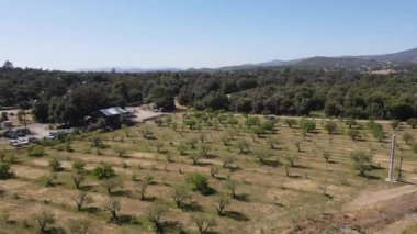 Julian 'daki elma ağacı manzarası, elma ve elmalı turtasıyla ünlü kasaba. Kaliforniya, ABD