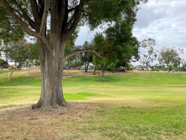 Yeşil çim tarlası, yeşil ağaç bitkisi olan güzel bir park.