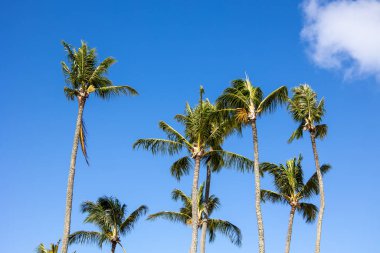 Mavi gökyüzünde palmiye ağaçları. Yaz doğa sahnesi