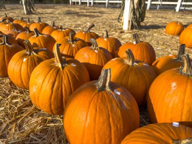 Ekim 'de bir sonbahar festivali için balkabağı tarlasında küçük kabak ve kabak yığınları saçılıyor.