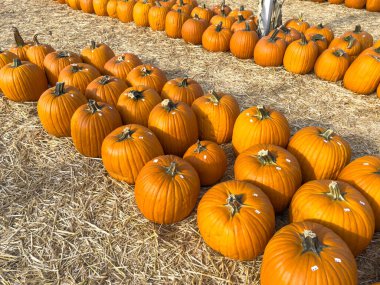 Ekim 'de bir sonbahar festivali için balkabağı tarlasında küçük kabak ve kabak yığınları saçılıyor.
