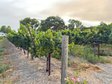 Üzüm hasadı. Akşam güneşinde üzüm bağları ve üzüm bağları. Büyük üzüm salkımları eski bir sarmaşıktan sarkıyor. Yüksek kalite fotoğraf