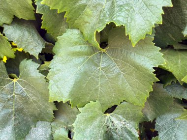Sarımsı günbatımı renginde yeşil üzüm bağı yapraklarını kapatın. şarap yetiştiriciliği.