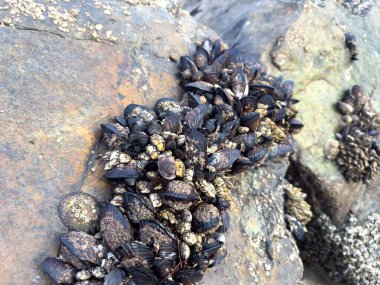 Dalgalar çekildiğinde kıyıdaki kayalıklarda midyelerin yakın plan çekimi. Yüksek kalite fotoğraf