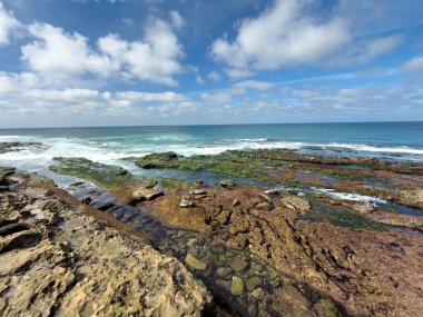 La Jolla, California, Amerika Birleşik Devletleri, Liman fokları La Jolla, San Diego 'daki kumsalda dinleniyor.