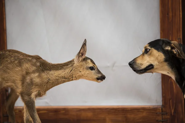 Geyik köpek karşılamak