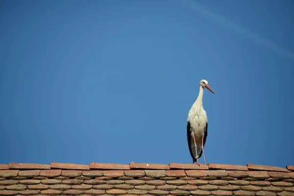 Leylek bir çatı üzerinde