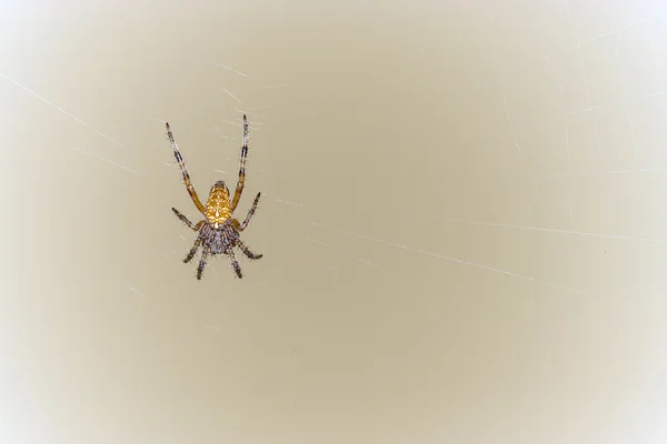 Aranha na teia — Fotografia de Stock