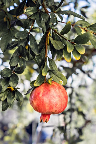 Granatapfelzweig — Stockfoto