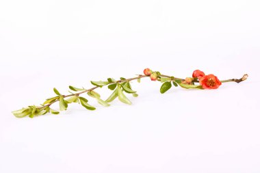 Çin ayva (Chaenomeles japonica) beyaz arka planda izole edilmiş, yakın çekim