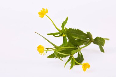 Wood avens (Geum urbanum), or herb Bennet, Colewort, medicinal plant on a white background
