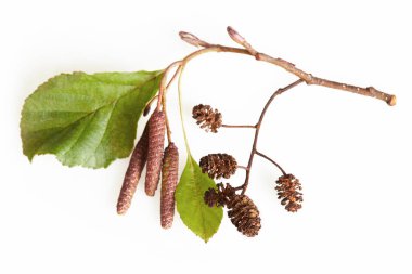 Kızılağaç yaprakları, kedi derileri, koniler ve yeşil konilerden oluşan bir dal. Alnus Glutinosa 'nın şubesi, baharda kara alaca..