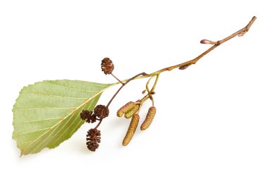 A branch of alder leaves, catkins and cones and  green cones. Branch of Alnus glutinosa, the common alder, black alder in spring. clipart