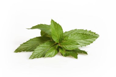 Beyaz arka planda izole edilmiş taze yeşil nane yaprakları. Stüdyo çekimi