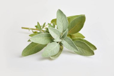 Taze yeşil adaçayı (salvia officinalis) bitkisi beyaz arkaplanda izole edildi.