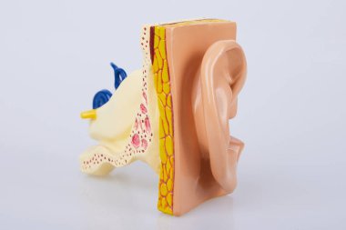 Yapay insan kulak modeli beyaz arka planda izole edildi. İnsan kulağı. Kulak modeli. İlkokul fen dersleri için bir kulak modeli.. 