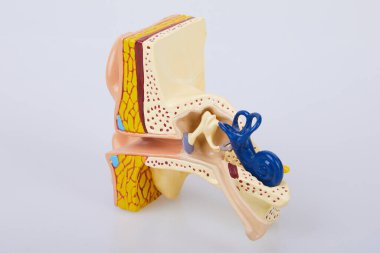 Yapay insan kulak modeli beyaz arka planda izole edildi. İnsan kulağı. Kulak modeli. İlkokul fen dersleri için bir kulak modeli.. 