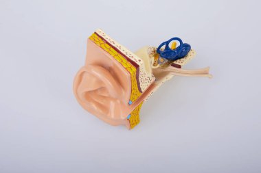 Yapay insan kulak modeli beyaz arka planda izole edildi. İnsan kulağı. Kulak modeli. İlkokul fen dersleri için bir kulak modeli.. 